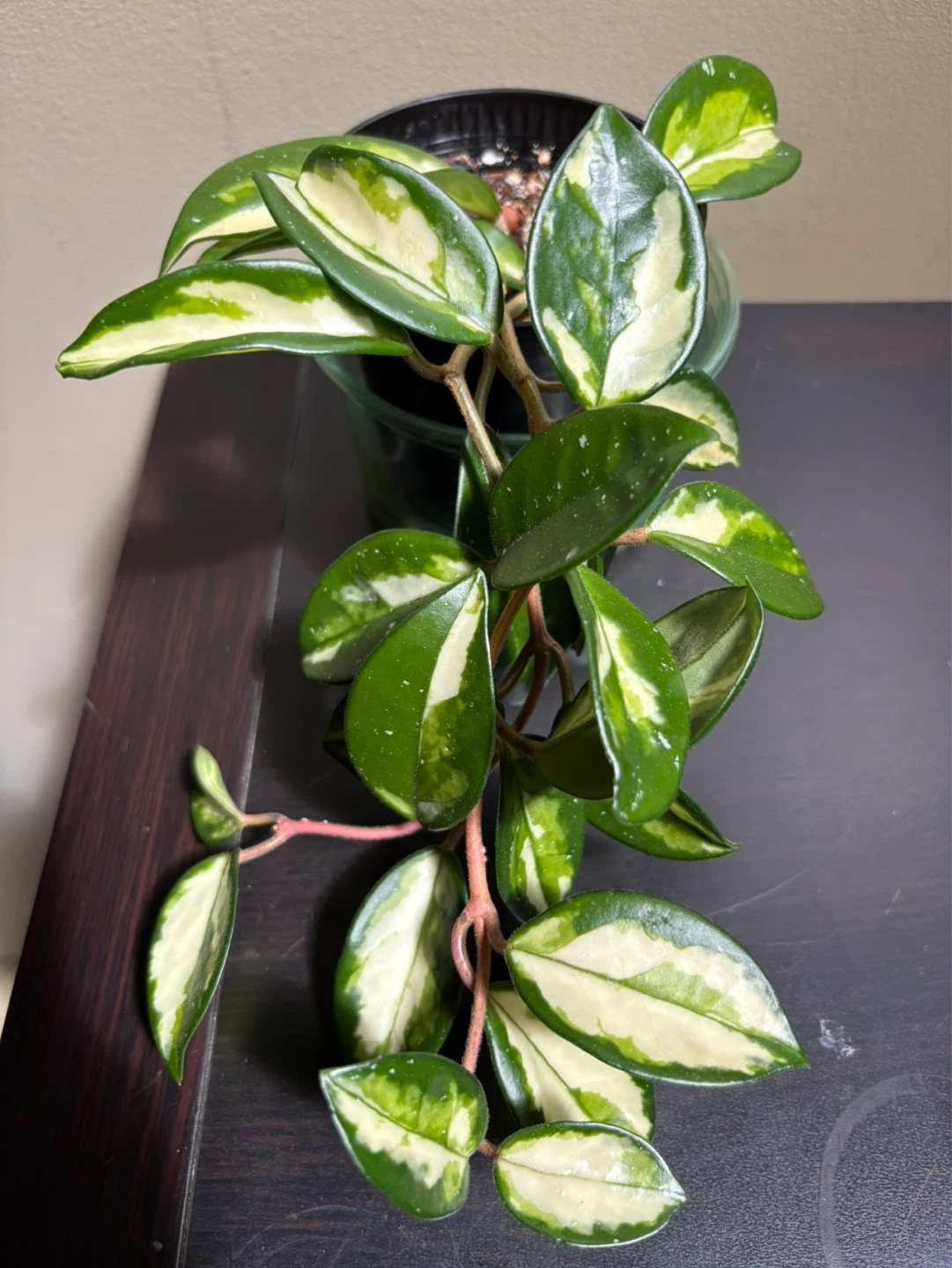 Hoya Bundle (3 plants) - photo 2