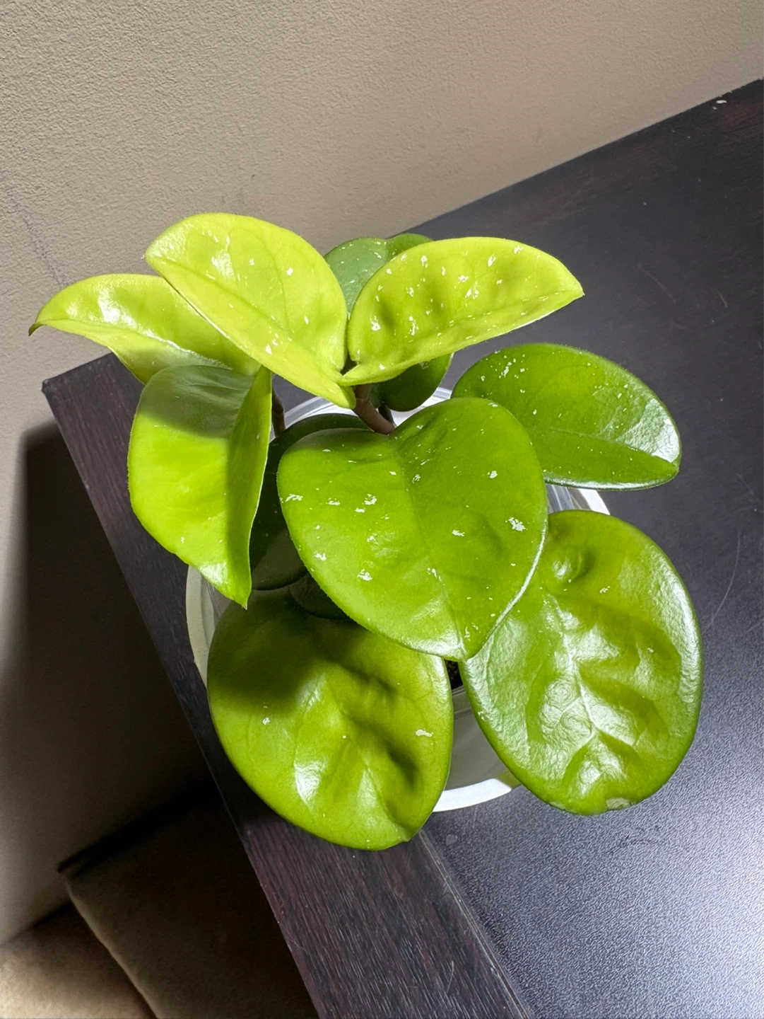 Hoya Bundle (3 plants) - photo 4