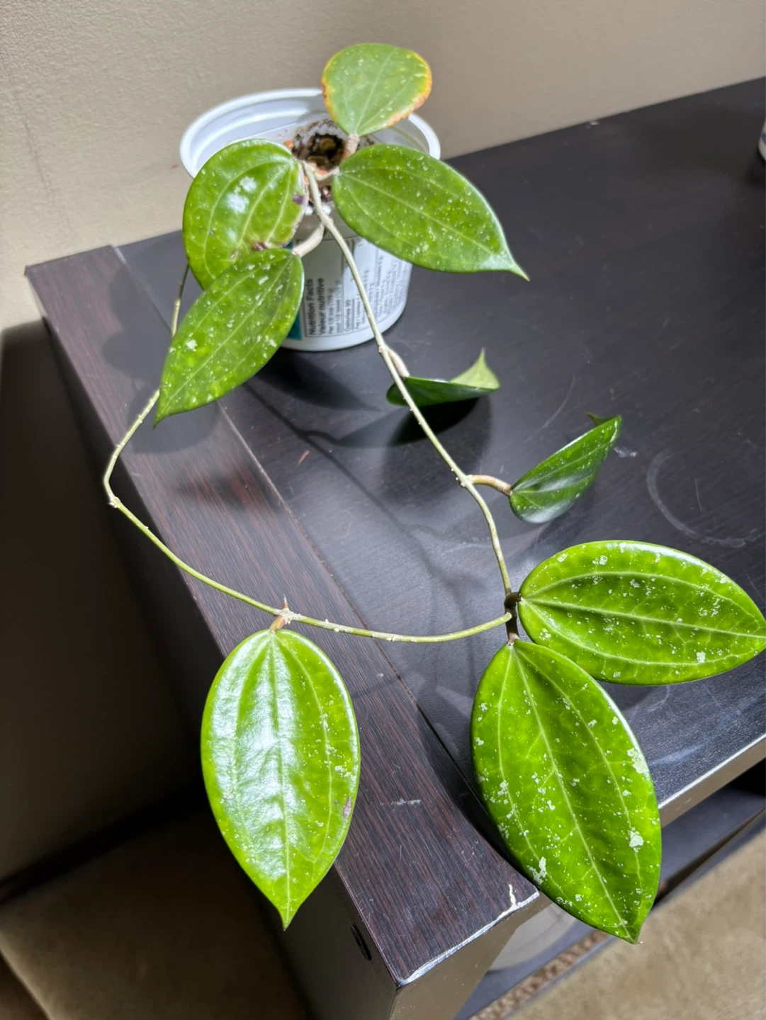 Hoya Bundle (3 plants) - photo 3