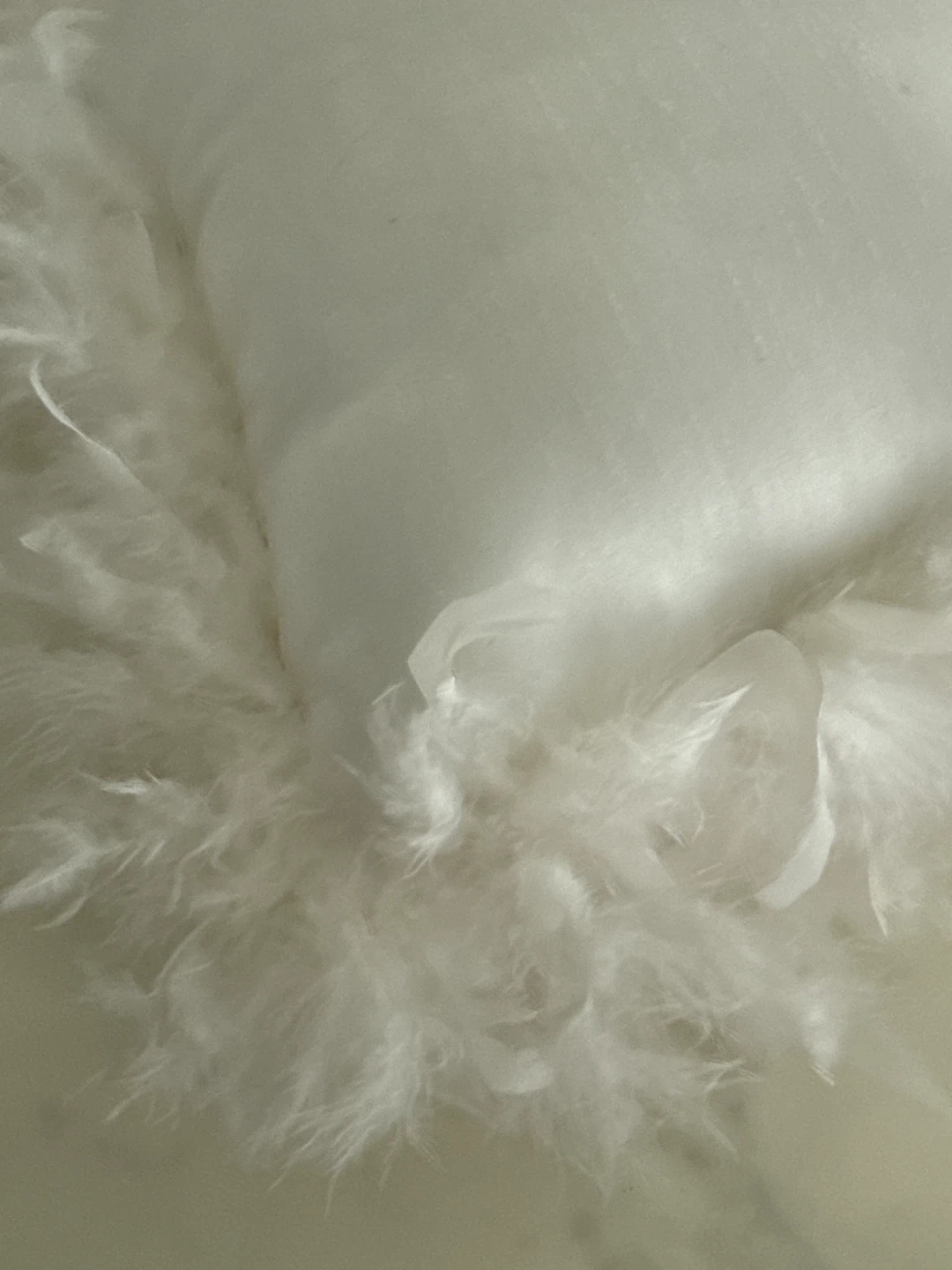 Zara Home White Feather Trimmed Throw Pillow - photo 2