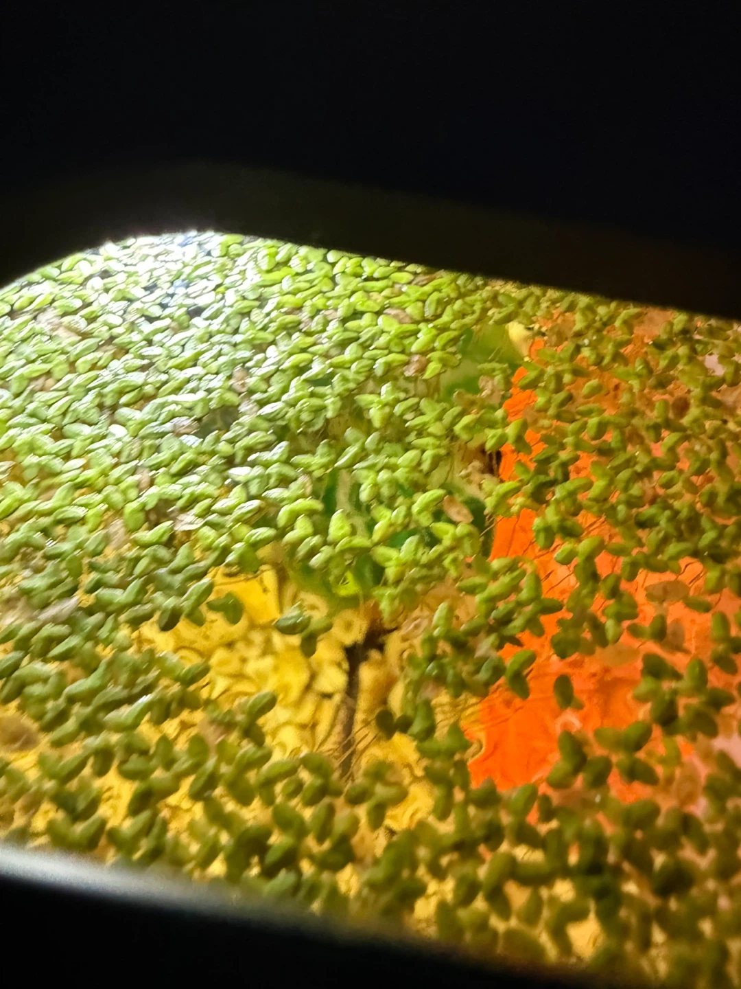 Duck weed - photo 2
