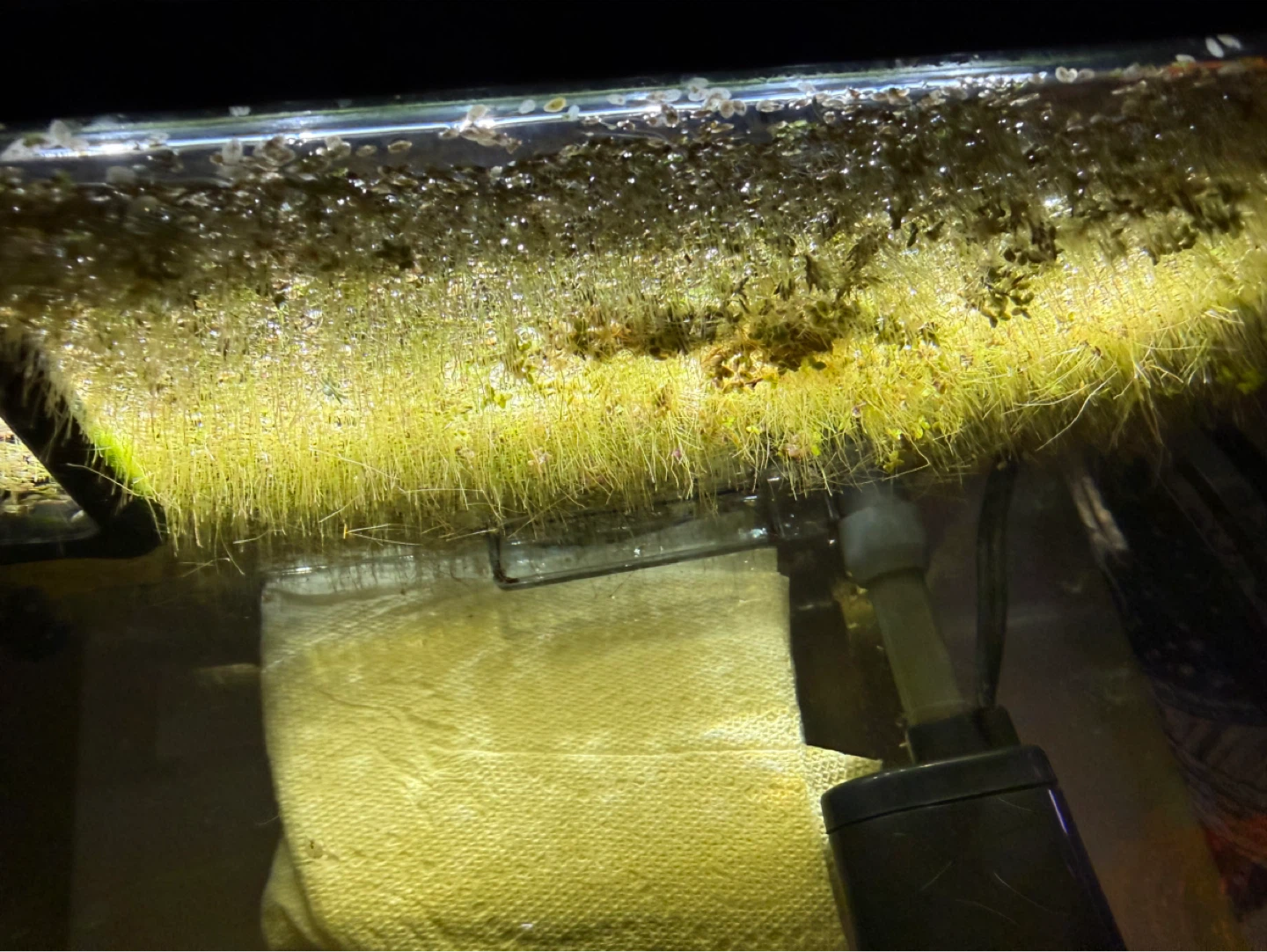 Duck weed