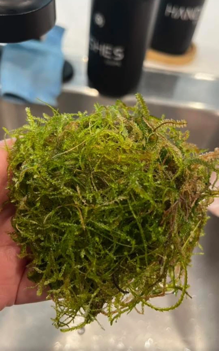 Live Moss Ball Aquarium Plant