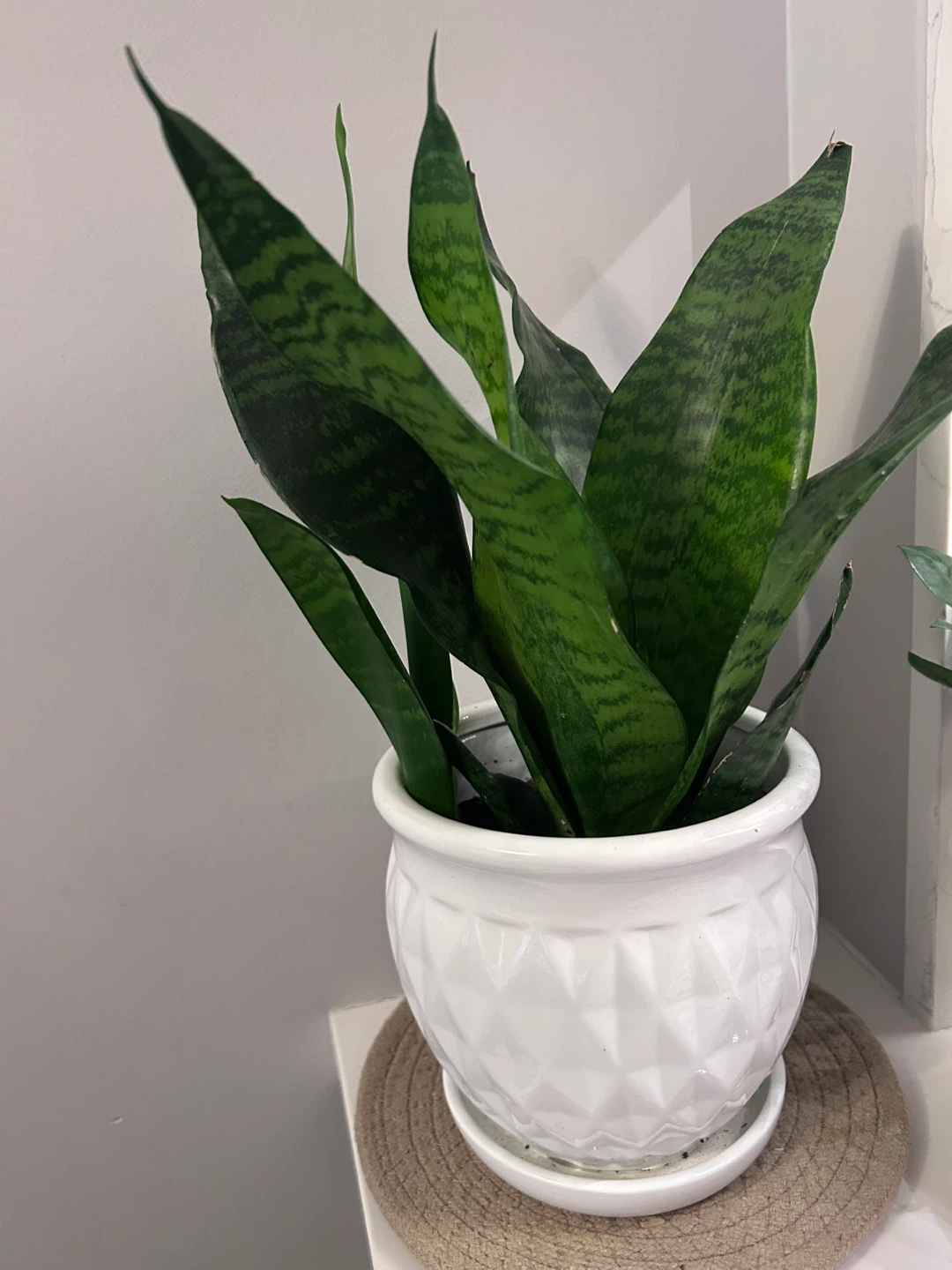 Snake Plant in White Decorative Pot