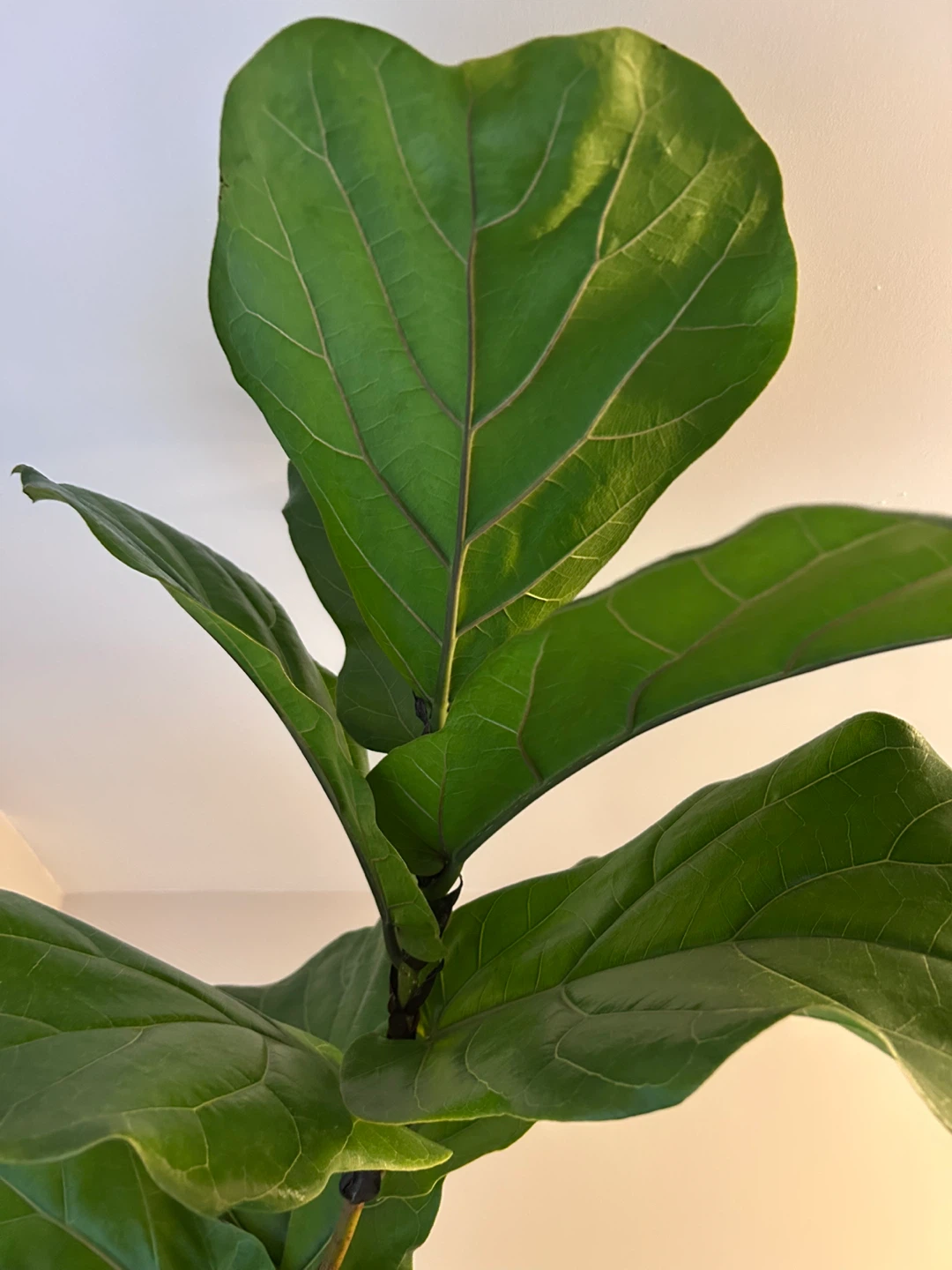 Fiddle Leaf Fig Plant in Basket Pot - photo 3