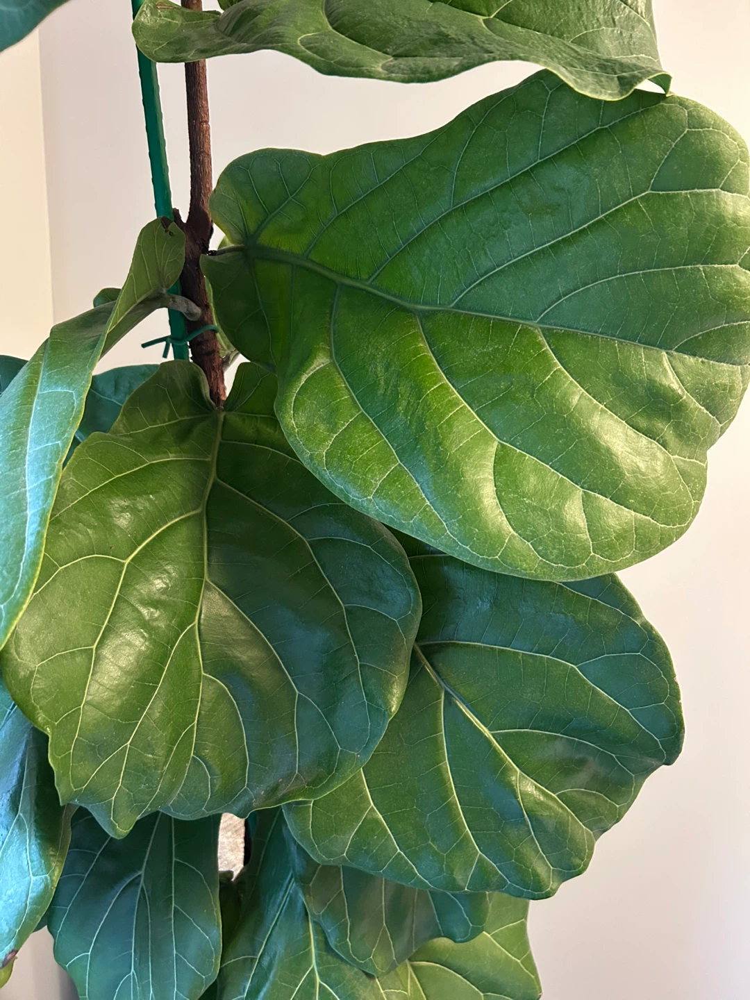 Fiddle Leaf Fig Plant in Basket Pot - photo 2