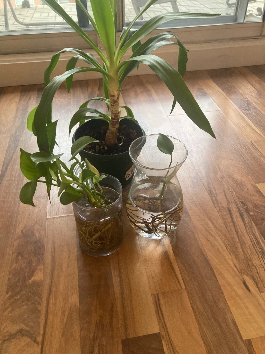 Free plants