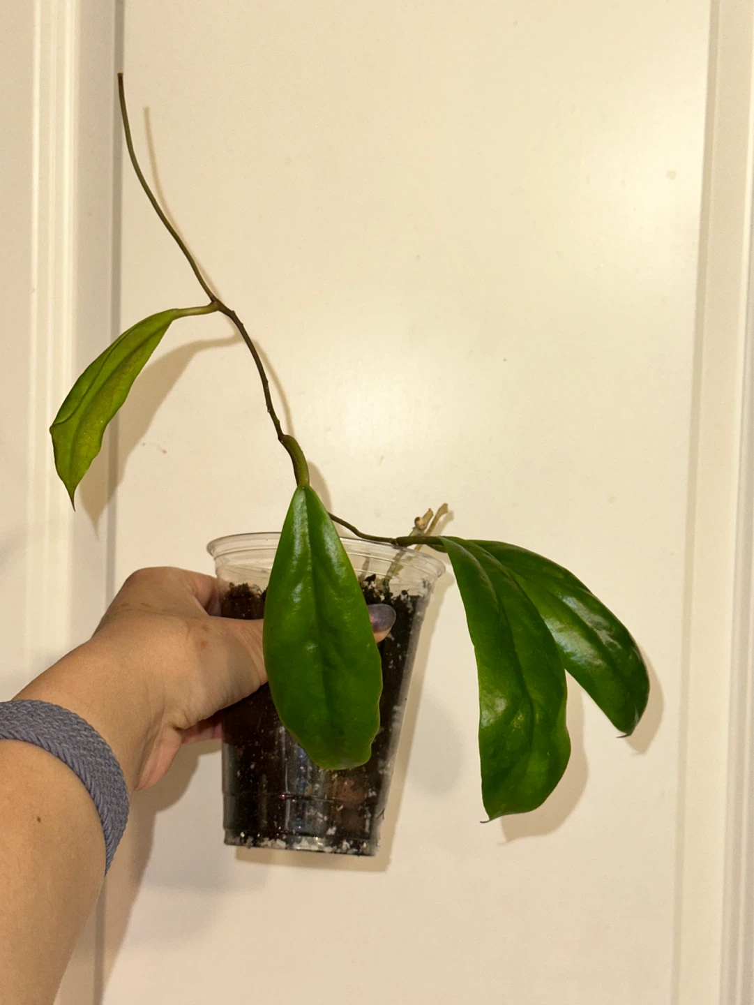 Hoya Incrassata Plant - photo 3