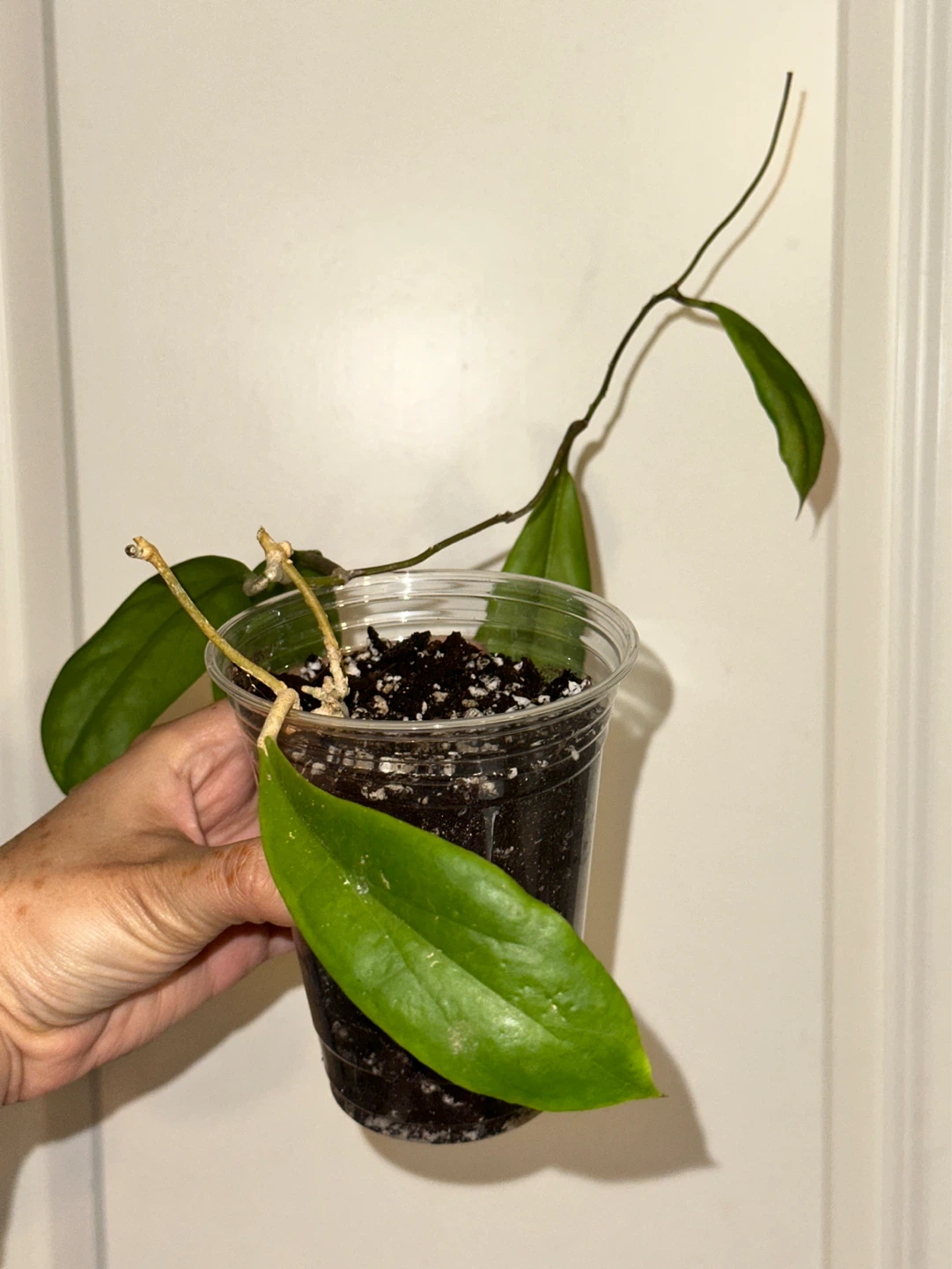 Hoya Incrassata Plant - photo 2