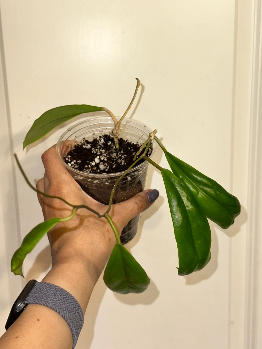 Hoya Incrassata Plant