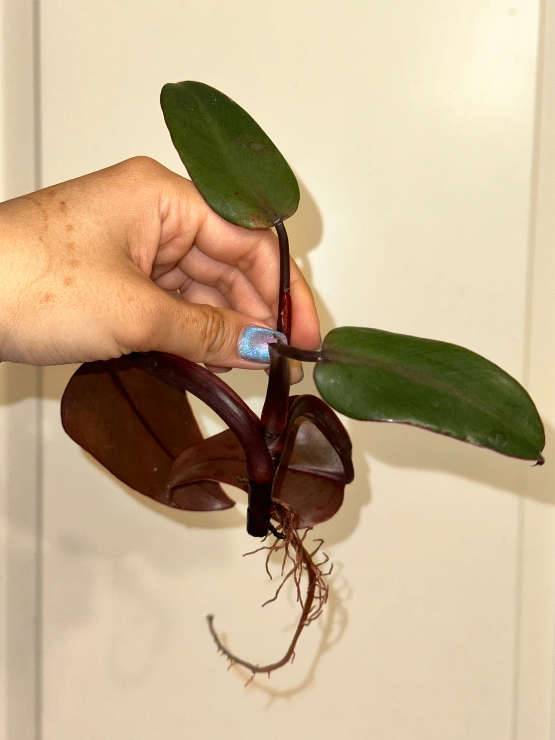 Philodendron Strawberry Milkshake Rooted Cutting - photo 3