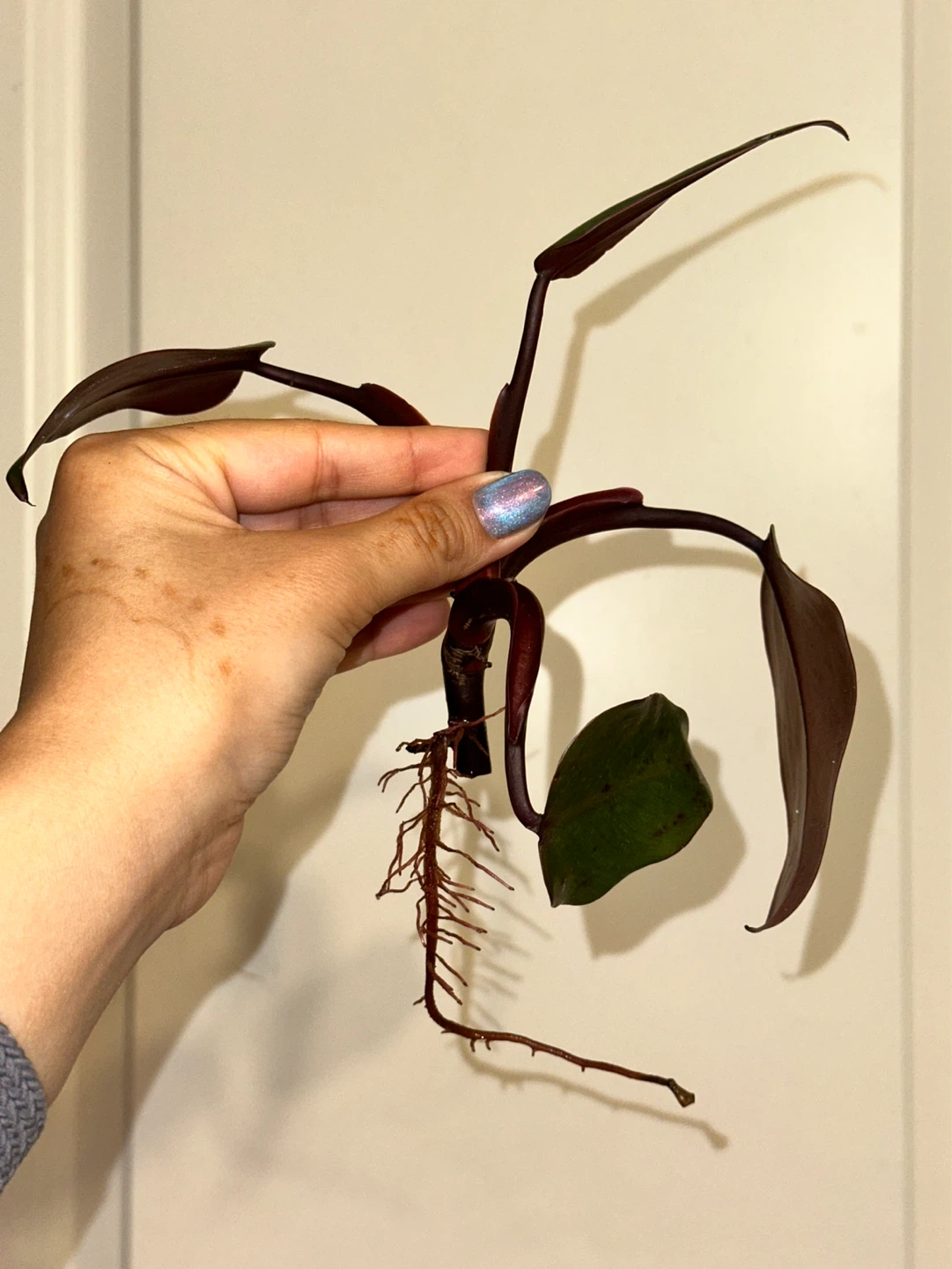 Philodendron Strawberry Milkshake Rooted Cutting
