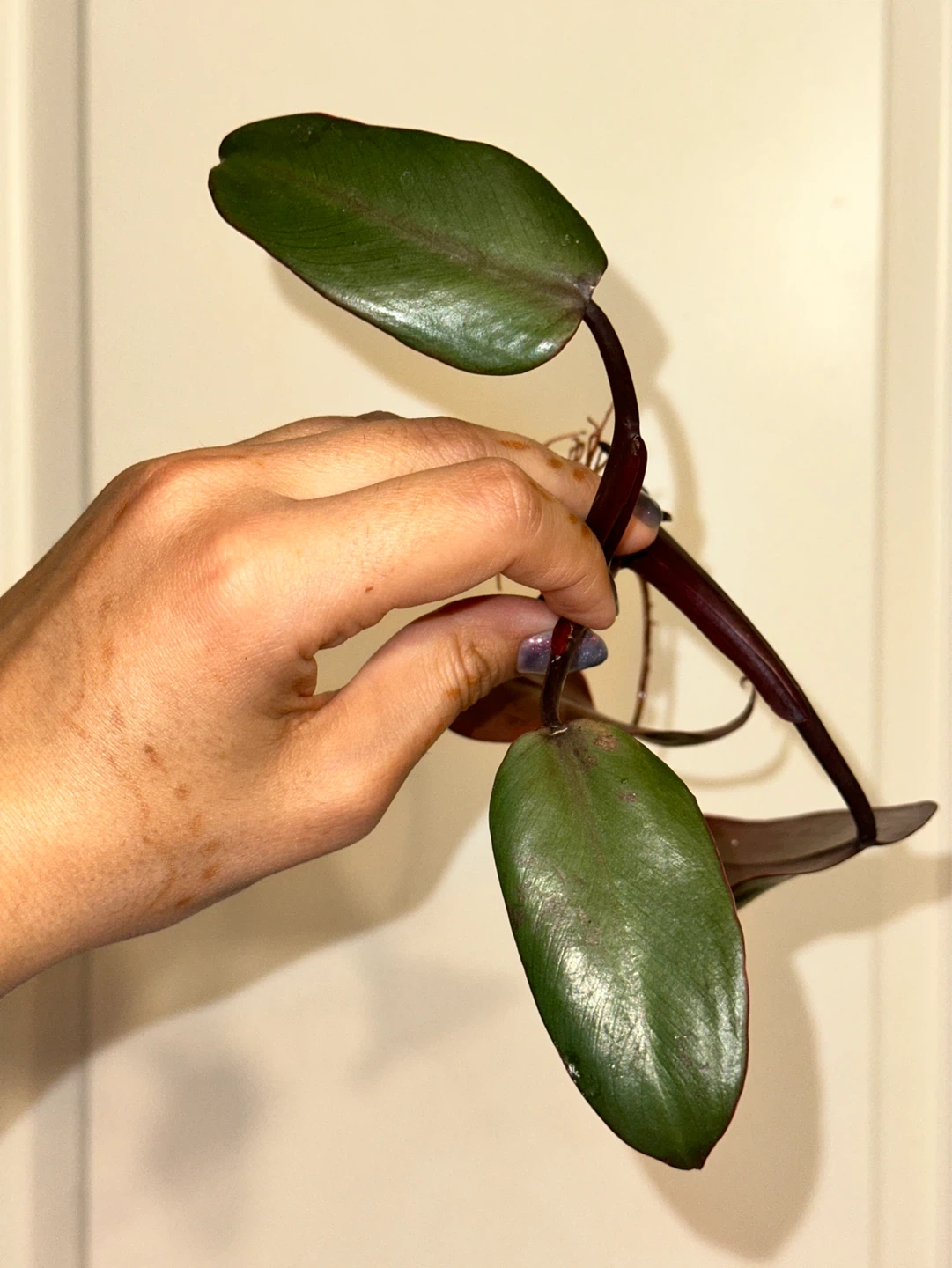 Philodendron Strawberry Milkshake Rooted Cutting - photo 2