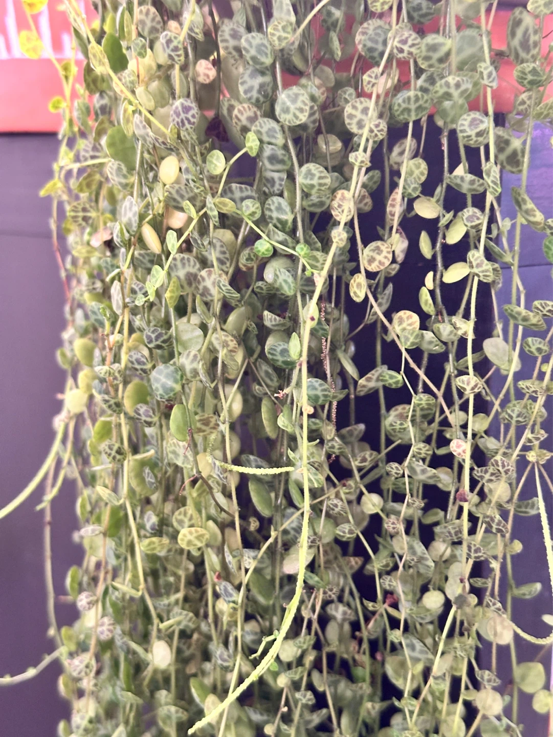 String of Turtles Plant Fresh Cuttings