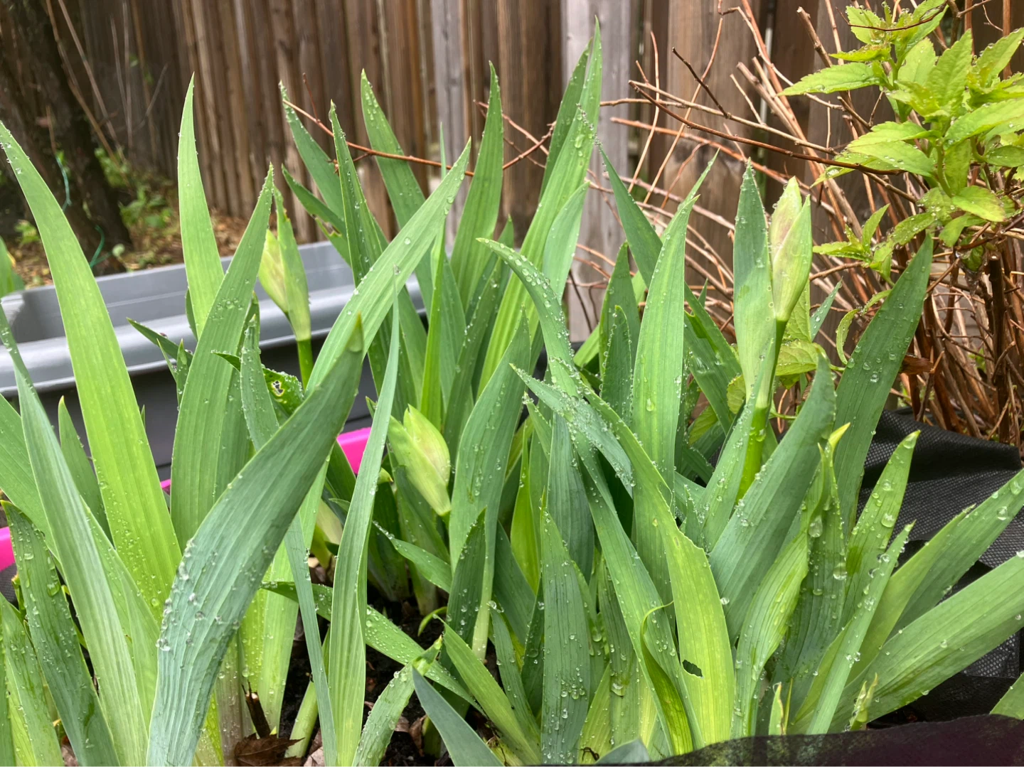 Iris flower Rhizome (Yellow - Red color )perennial plant - photo 4
