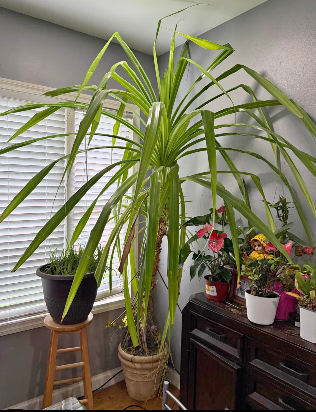 Large Potted Green Plant