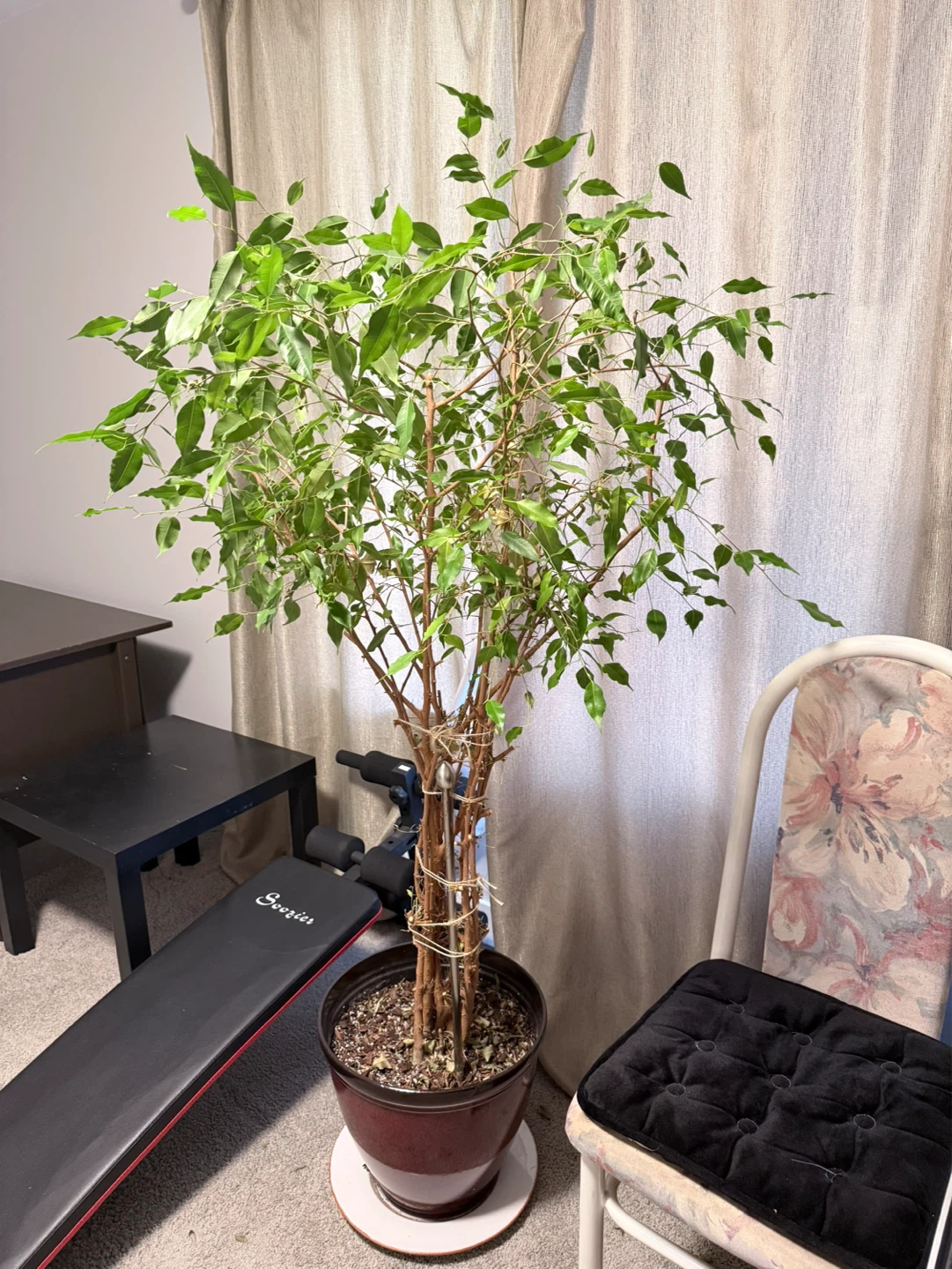 Ficus Benjamina Tree