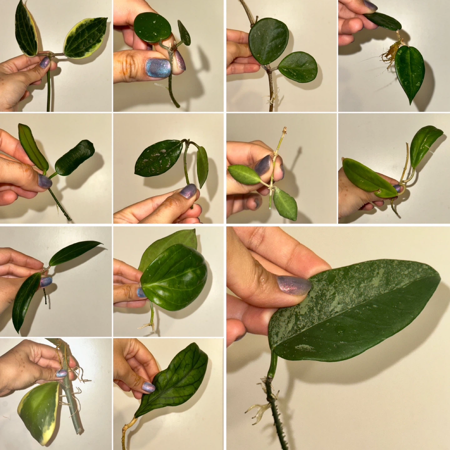 Hoya Plant Cuttings Bundle x13