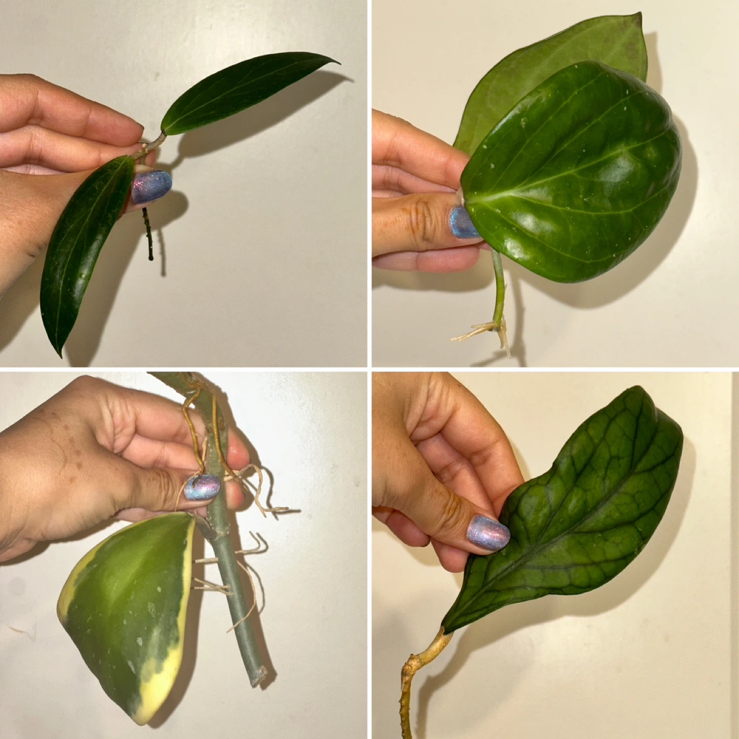Hoya Plant Cuttings Bundle x13 - photo 4