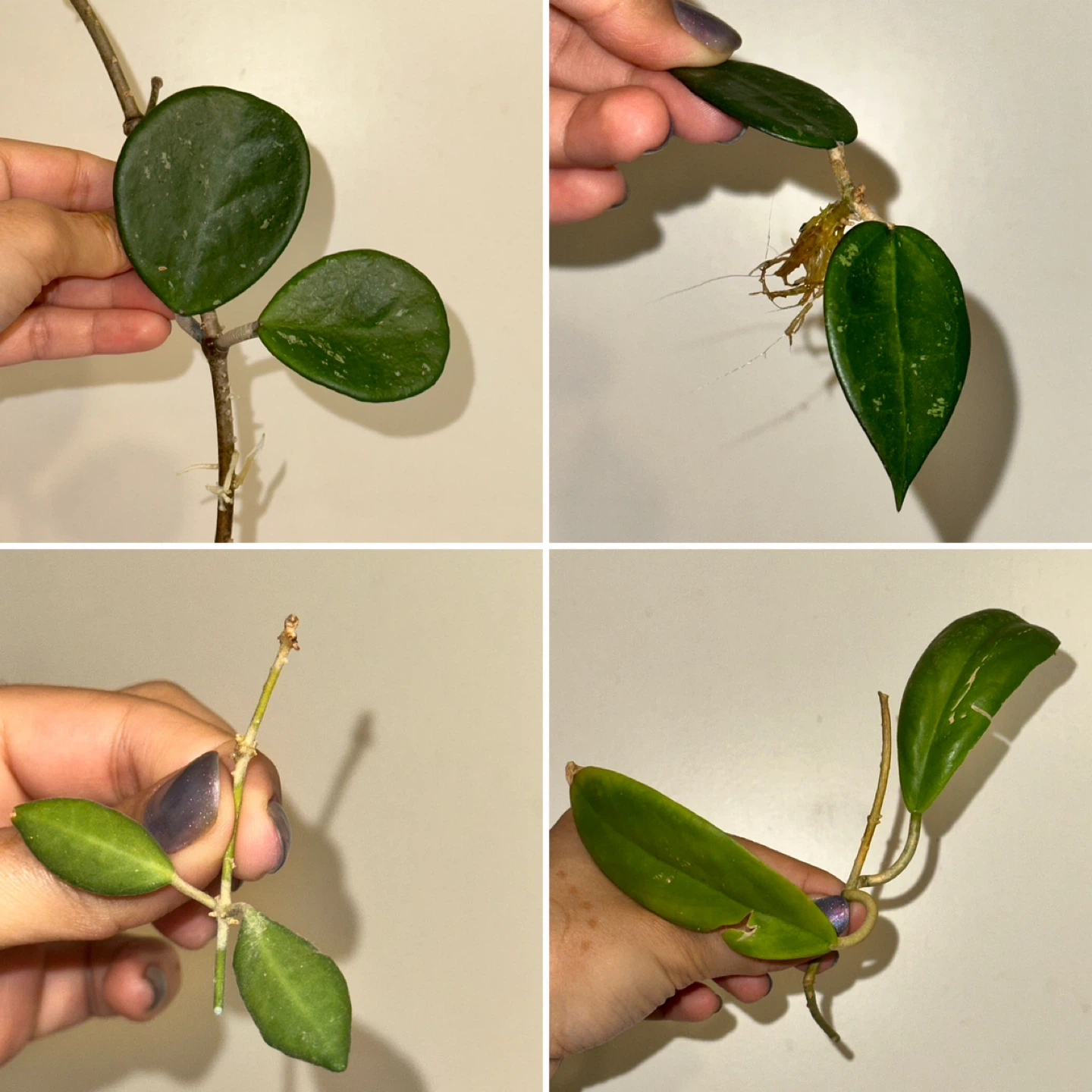 Hoya Plant Cuttings Bundle x13 - photo 3