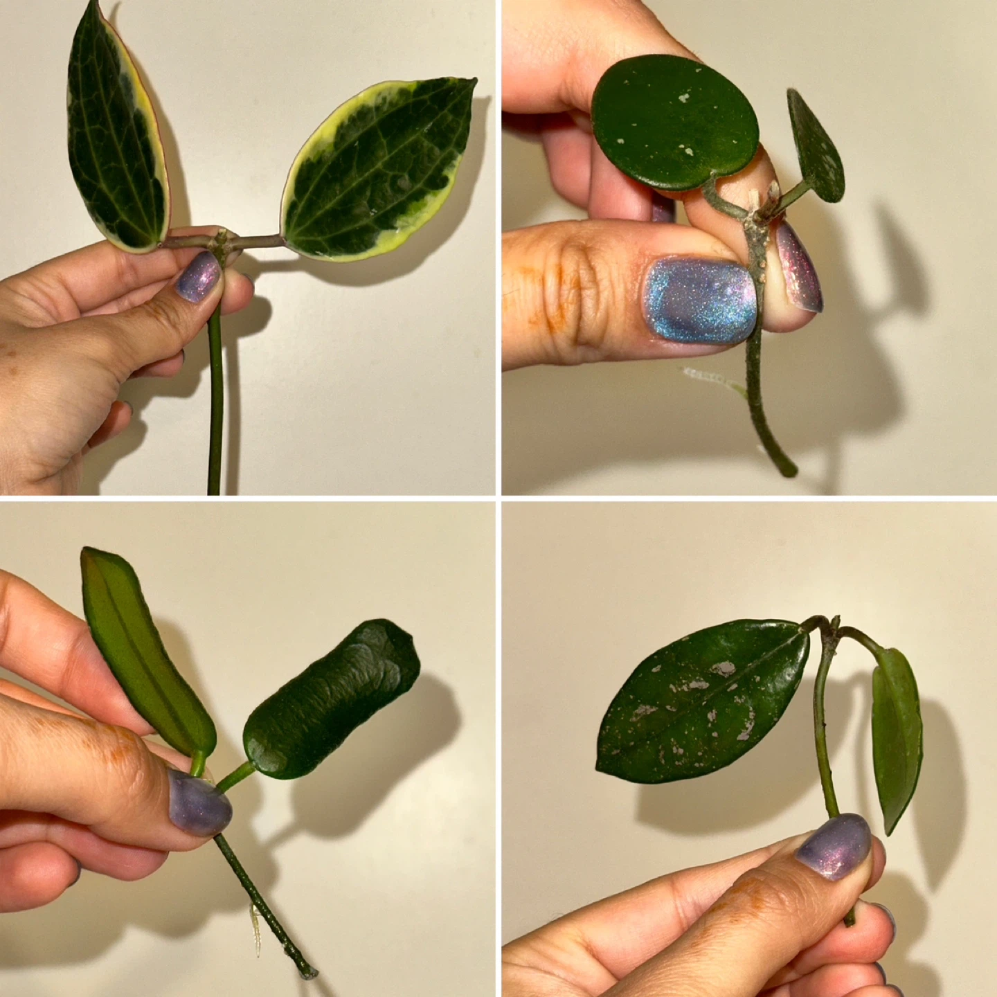 Hoya Plant Cuttings Bundle x13 - photo 2