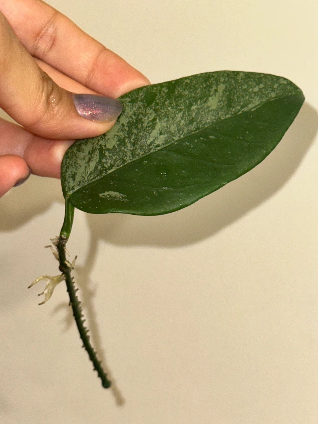 Hoya Plant Cuttings Bundle x13 - photo 5
