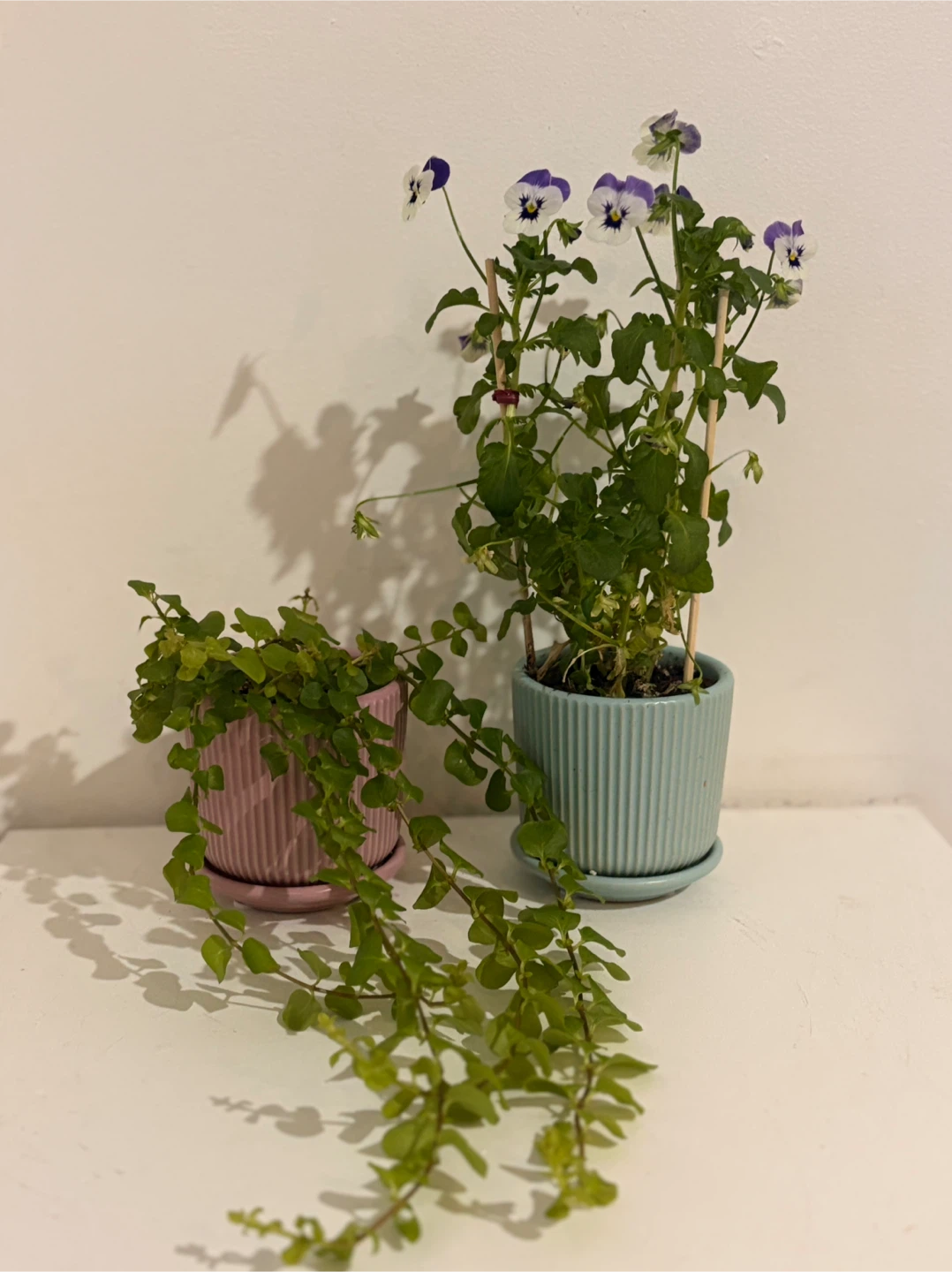 🌿 Tiny Garden Duo 🌿 - photo 2