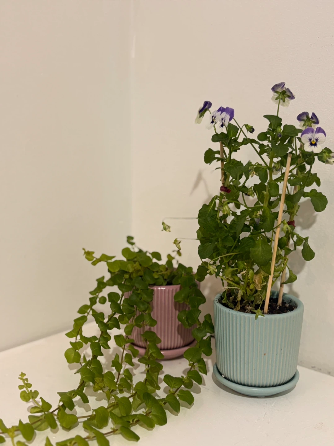 🌿 Tiny Garden Duo 🌿