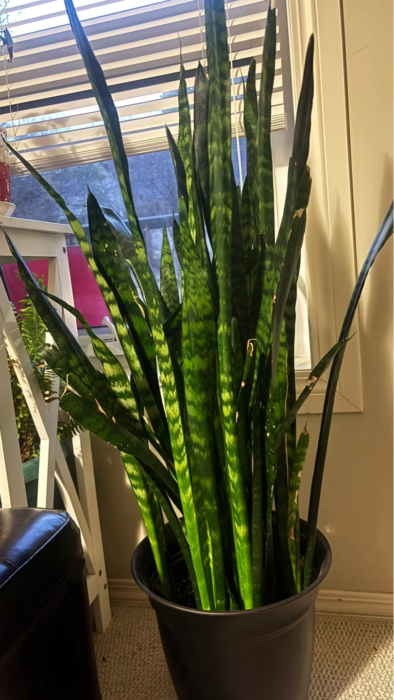 Tall and big Snake Plant (Sansevieria)