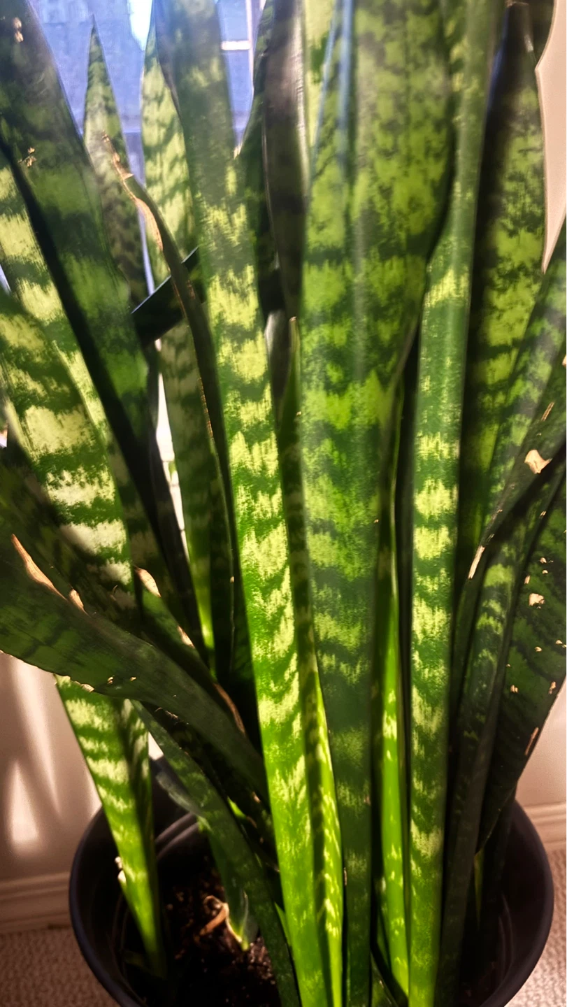 Tall and big Snake Plant (Sansevieria) - photo 3