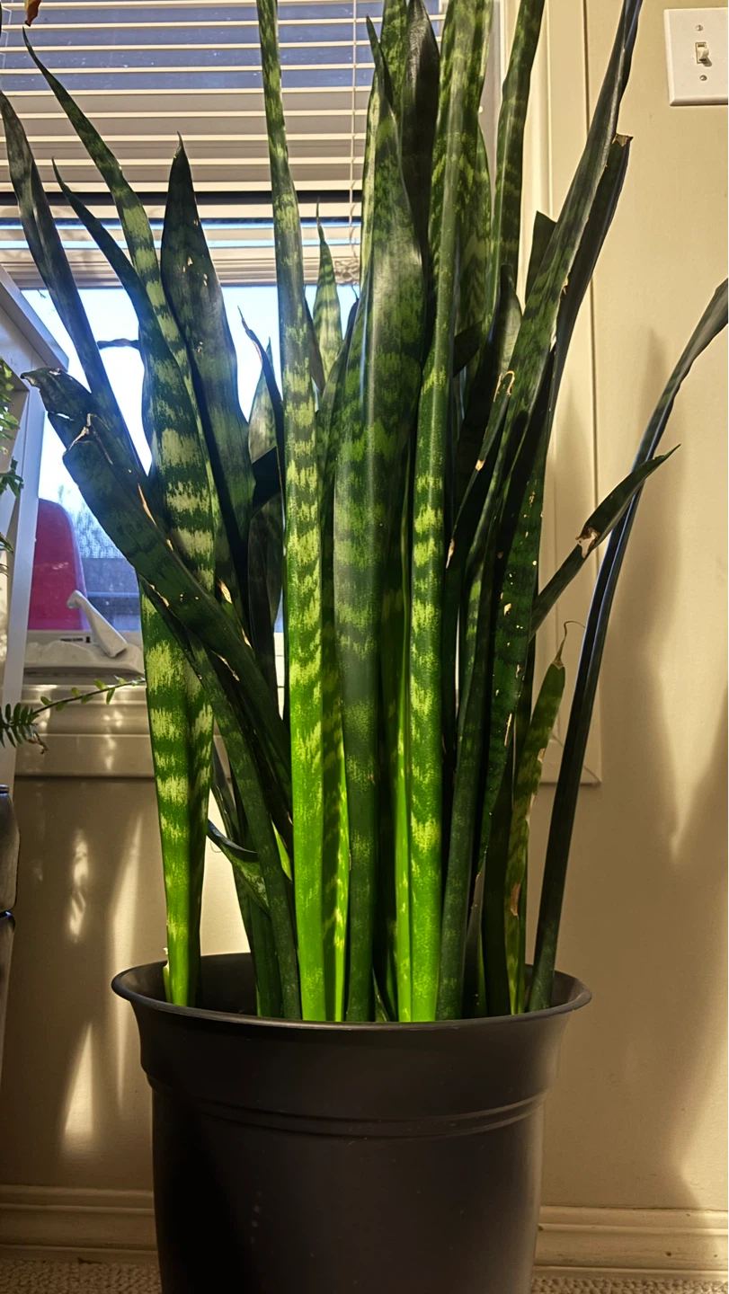 Tall and big Snake Plant (Sansevieria) - photo 2
