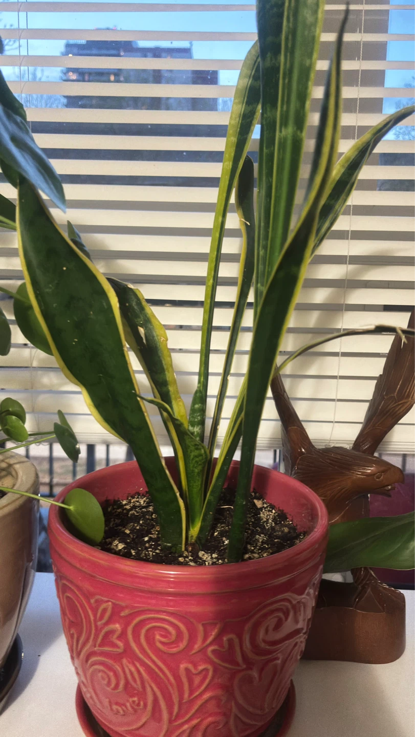 Snake Plant with beautiful in Decorative Pot - photo 2