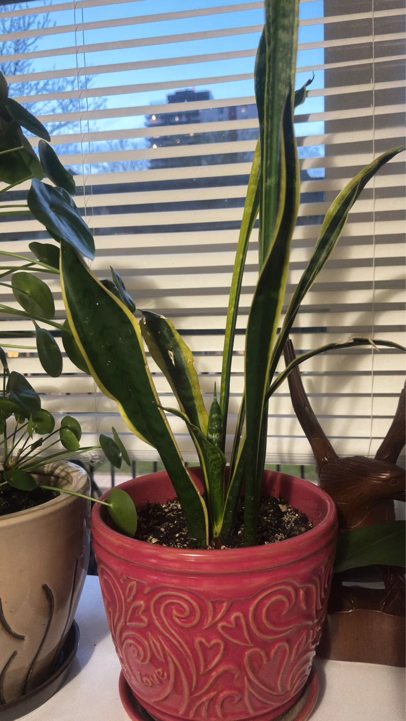 Snake Plant with beautiful in Decorative Pot - photo 3