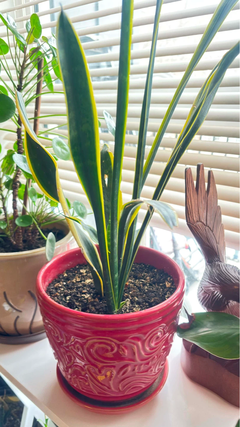 Snake Plant with beautiful in Decorative Pot