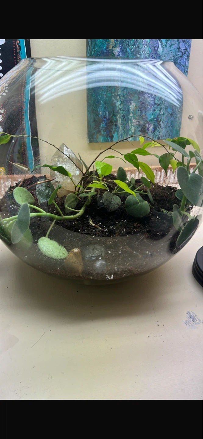 Glass Terrarium with Live Plants - photo 2