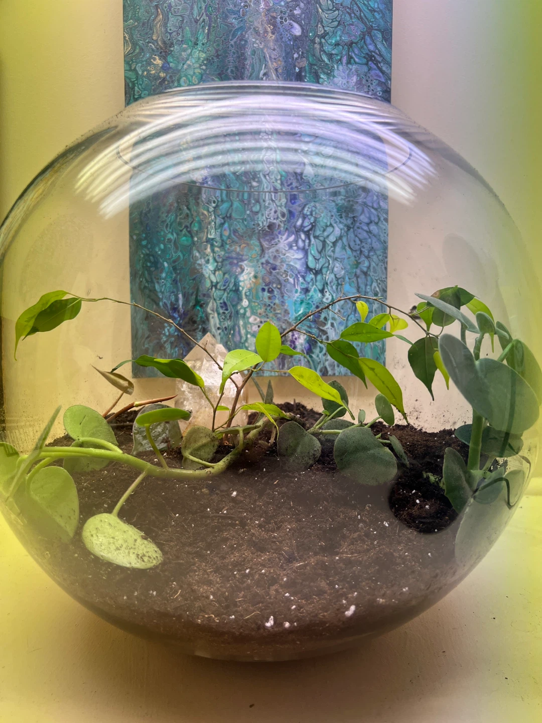 Glass Terrarium with Live Plants