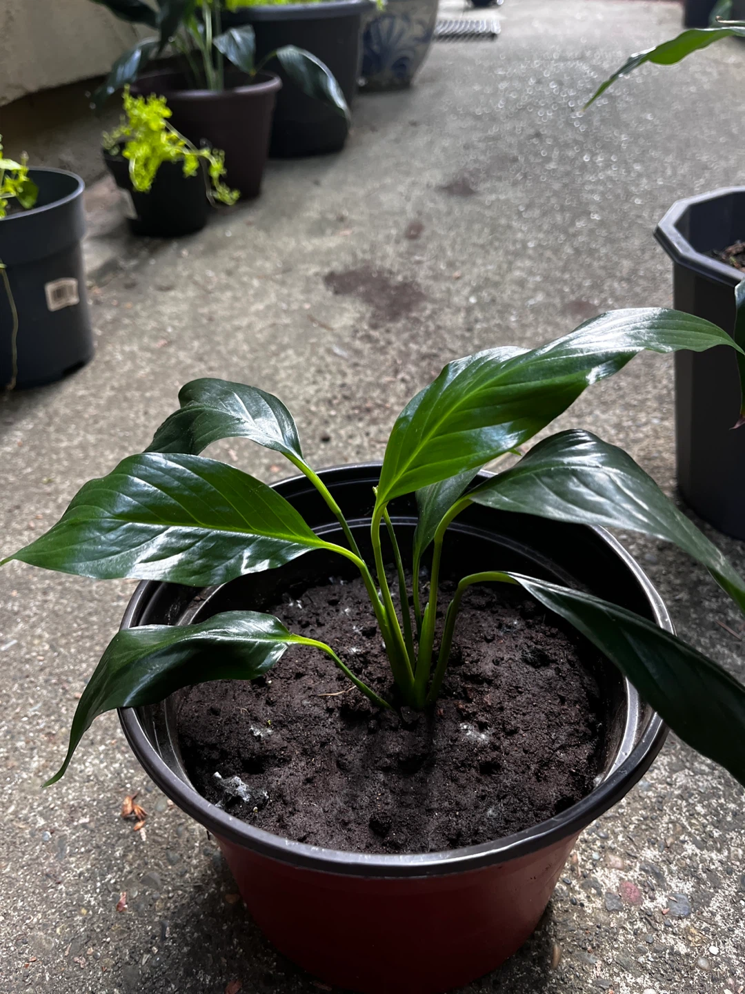Potted Peace Lily Plant - photo 4