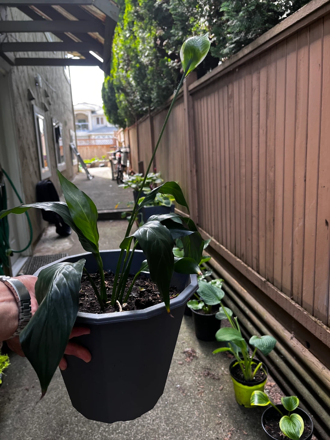 Potted Peace Lily Plant - photo 2