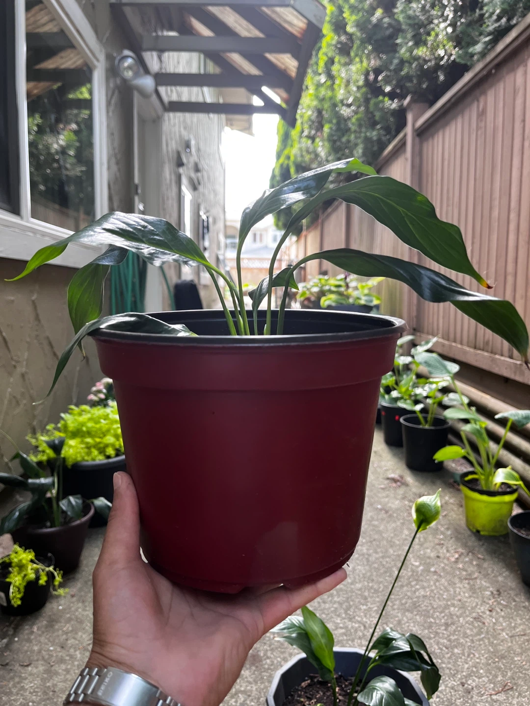 Potted Peace Lily Plant - photo 3