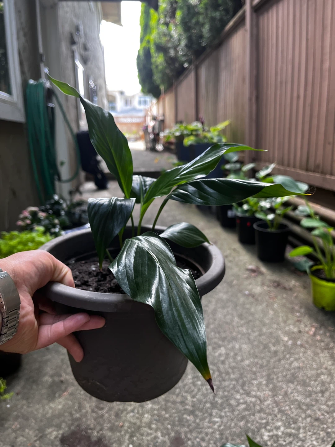 Potted Peace Lily Plant