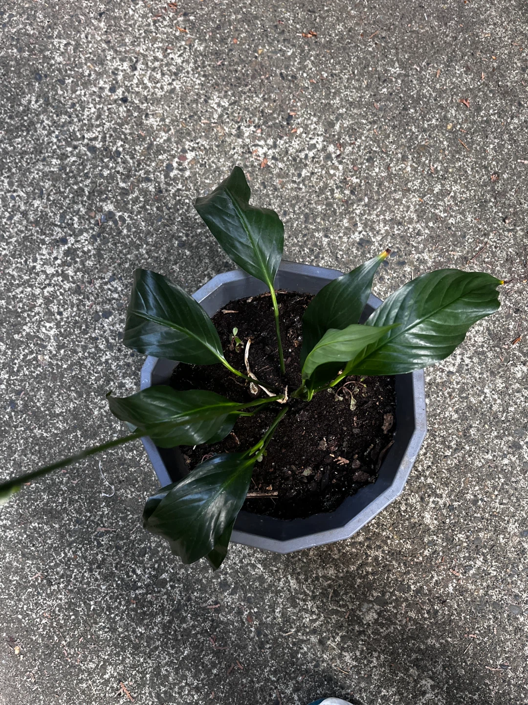 Potted Peace Lily Plant - photo 5