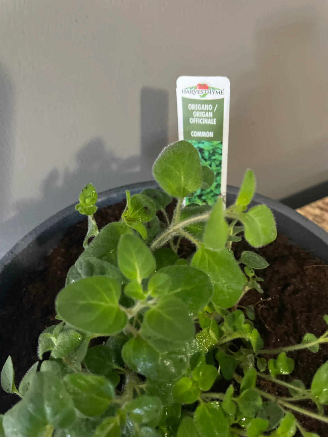 Potted Oregano Plant - photo 3