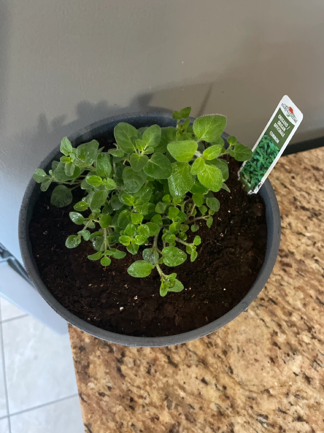 Potted Oregano Plant - photo 2
