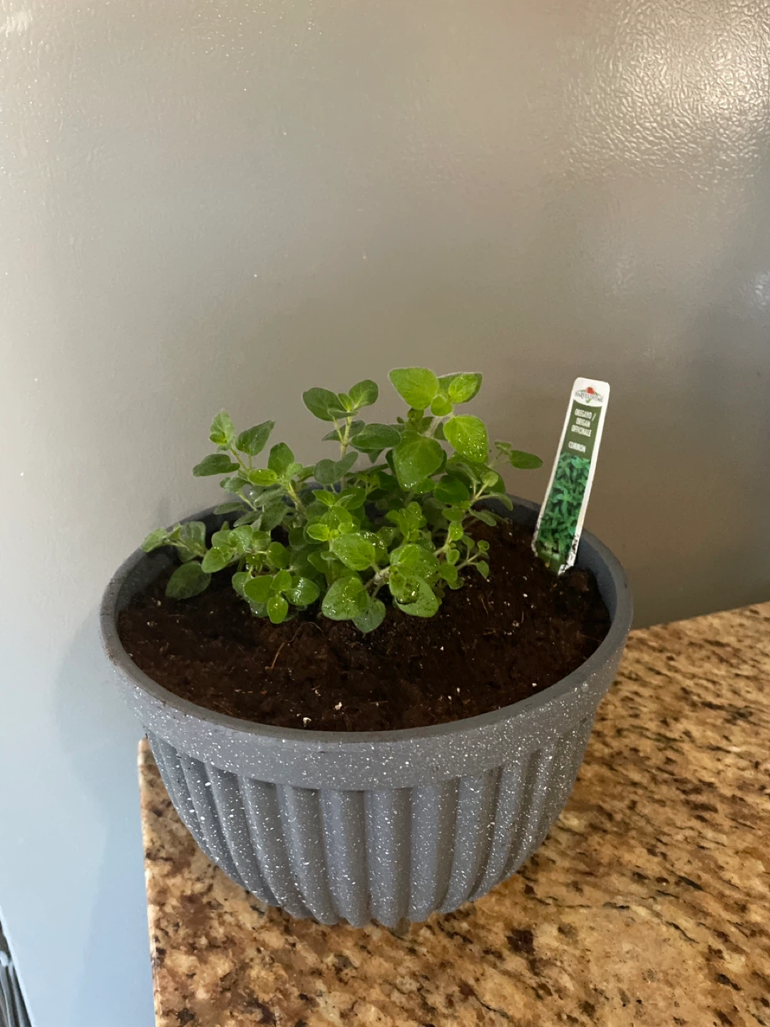 Potted Oregano Plant