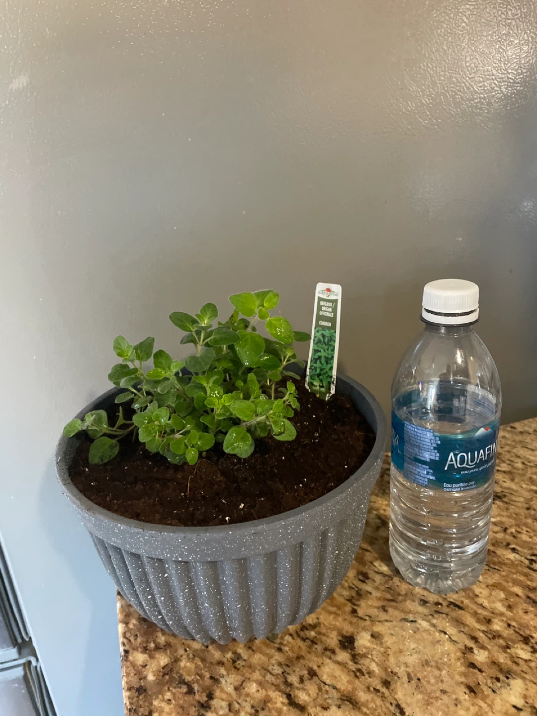 Potted Oregano Plant - photo 4