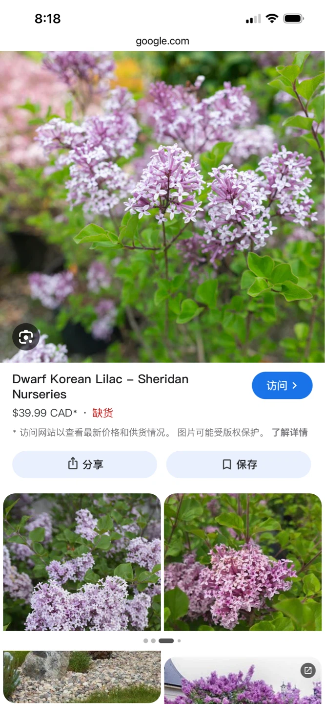 Dwarf Korean Lilac Plant cuttings for sale