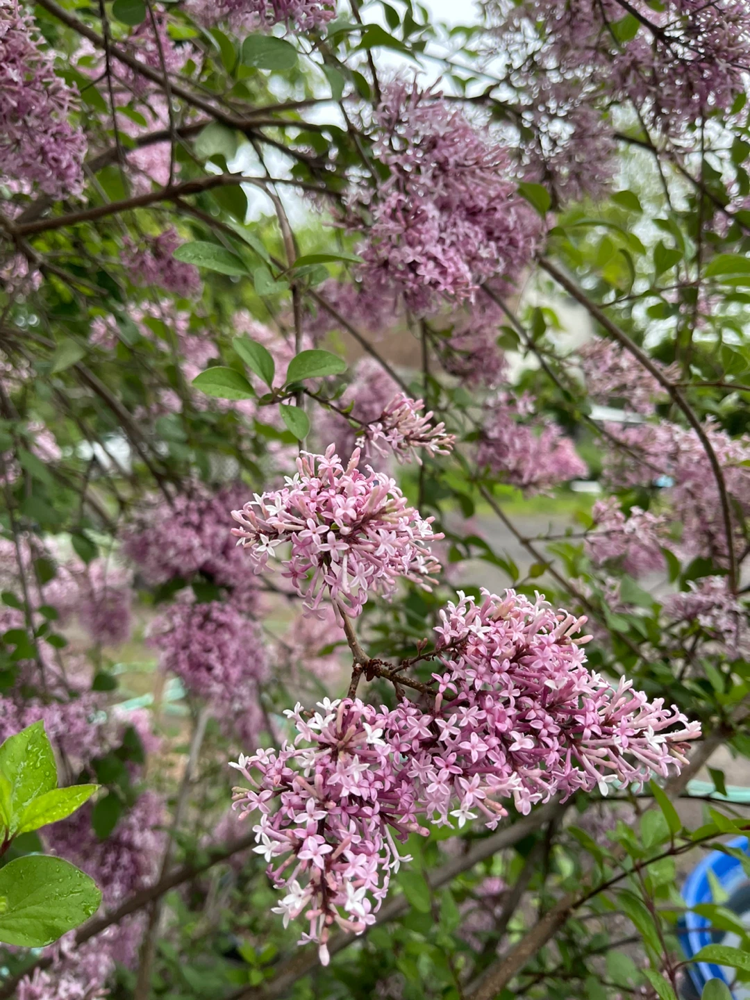 Dwarf Korean Lilac Plant cuttings for sale - photo 3