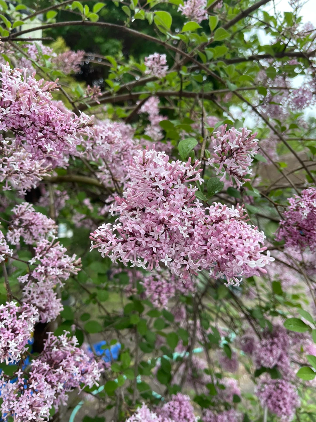 Dwarf Korean Lilac Plant cuttings for sale - photo 4
