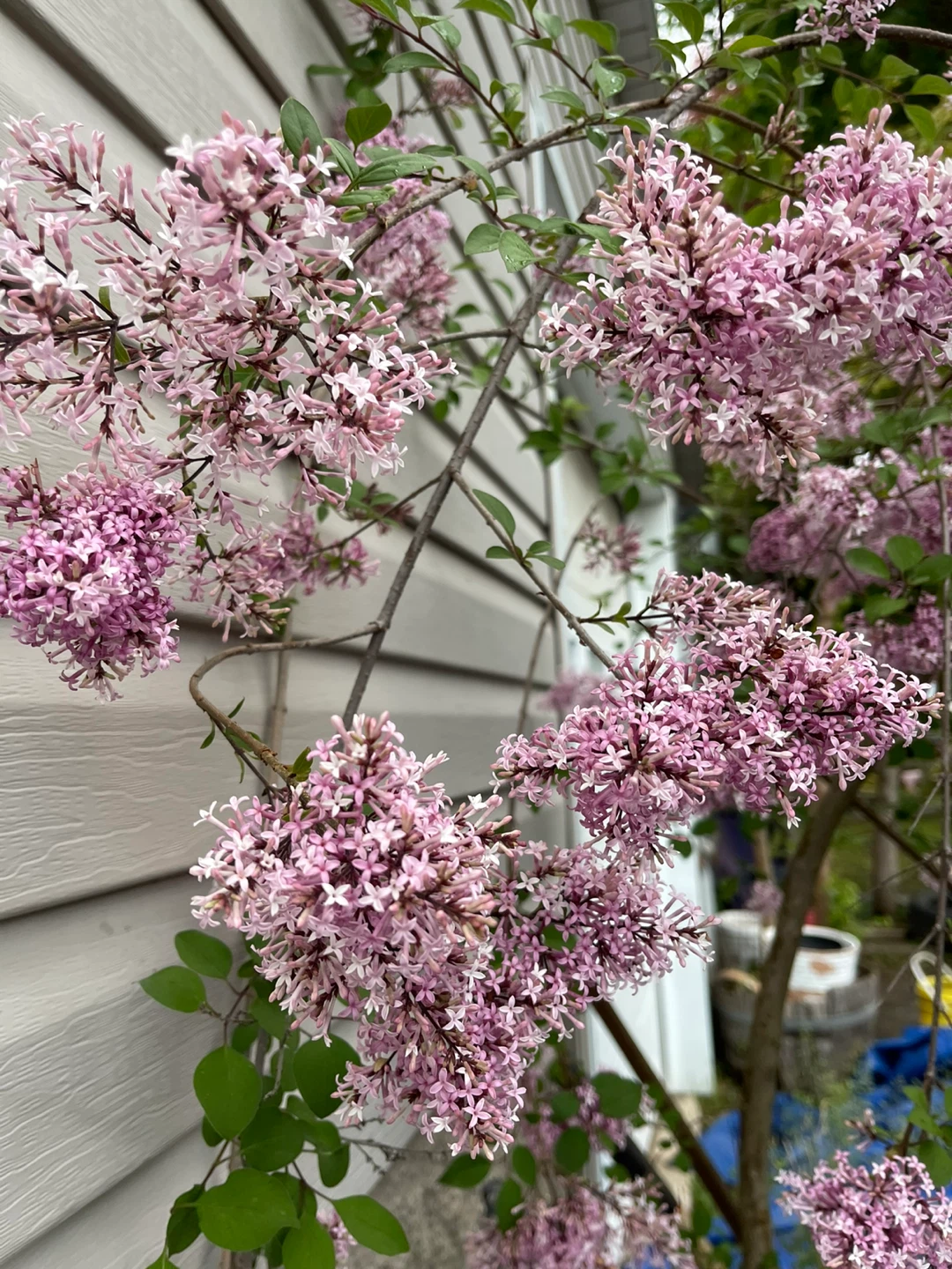 Dwarf Korean Lilac Plant cuttings for sale - photo 2