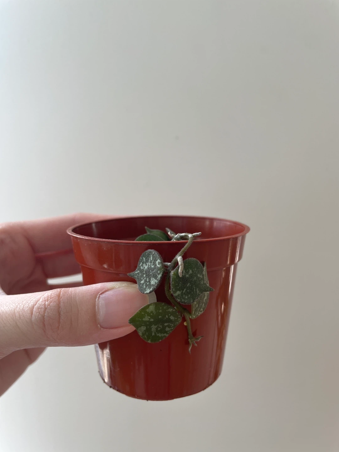 Hoya Curtisii plant